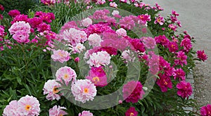 Flowerbed with pink paeony flowers photo