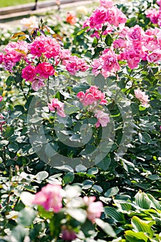 Flowerbed of pink roses