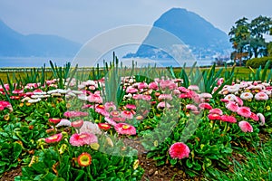 Flowerbed of pink and white daisies in Parco Ciani, Lugano, Switzerland