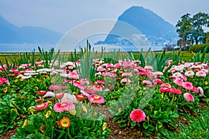 Flowerbed of pink and white daisies in Parco Ciani, Lugano, Switzerland photo