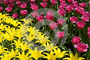Flowerbed of pink and yellow tulips