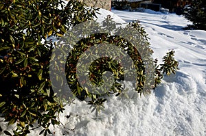 Flowerbed with planted rhododendrons which are evergreen despite the winter. snow covered surroundings. the buds are ready to bloo