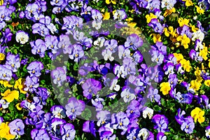 Colourful Flowerbeds photo