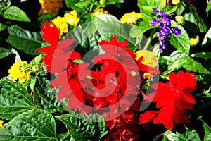 Flowerbed with red and green leaves and a purple nettle flower