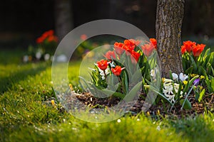 Flowerbed of red tulips at garden