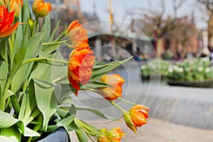 Flowerbed with red and yellow tulips, defocused Amsterdam houses