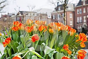 Flowerbed with red and yellow tulips, defocused Amsterdam houses