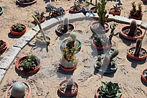 Flowerbed with sand and many cactus plants of many species in th