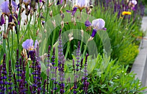 The flowerbed between the sidewalk and the roadway of the street is planted with flowers of purple and blue purple color under the