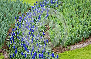 The flowerbed with small blue hyacinth and budding tulips