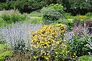 Flowerbed of Stachys byzantina Lamb`s Ear, blue cranesbills G