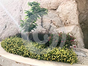 A flowerbed with a stone fence with a small green tree and yellow flowers on a stone wall background on a mountainside in a sea tr