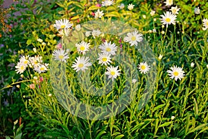 Flowerbed with subs chamomiles at sunset summer day