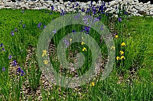 flowerbed with tall perennial plant of white flowers and undergrowth