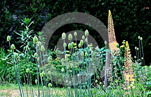 Flowerbed with tall perennial plant of white flowers and undergrowth of yellow perennials and sage in a dry composition of yellow