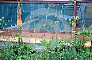 Flowerbed with tall perennial plant of white flowers and undergrowth of yellow perennials and sage in a dry composition of yellow