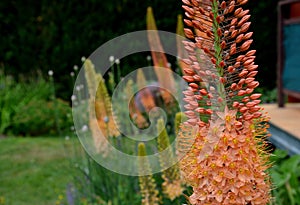 Flowerbed with tall perennial plant of white flowers and undergrowth of yellow perennials and sage in a dry composition of yellow