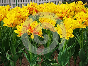 Flowerbed of tulip Monsella large yellow and red stripped flowers