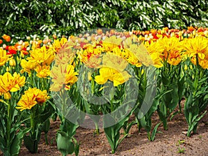 Flowerbed of tulip Monsella large yellow and red stripped flowers with buds of different colors tulips on background