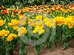 Flowerbed of tulip Monsella large yellow and red stripped flowers with buds of different colors tulips on background