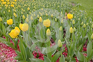 Flowerbed with tulips