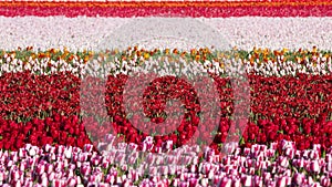 Flowerbed of tulips of different colors