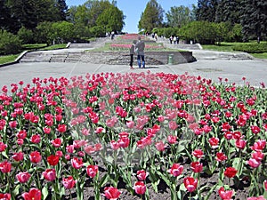 Flowerbed of tulips red