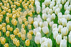 Flowerbed of tulips in the garden