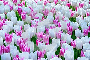 Flowerbed of tulips in the garden