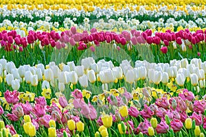 Flowerbed of tulips in the garden