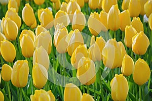 Flowerbed of tulips in the garden