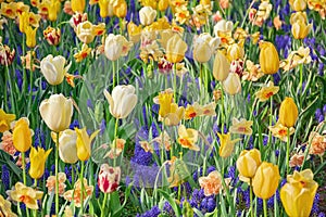 Flowerbed of tulips in the garden