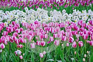 Flowerbed of tulips in the garden