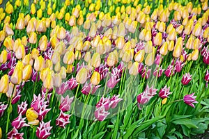 Flowerbed of tulips in the garden