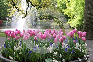 Flowerbed with tulips photo