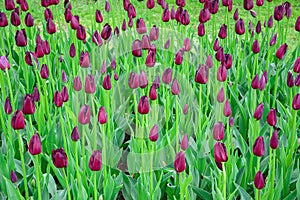 Flowerbed of tulips in the garden photo