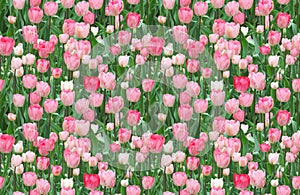 Flowerbed tulips. Illustration, texture of flowers. Seamless pattern for continuous replicate. Floral background, photo collage