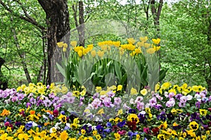 Flowerbed of tulips and pancies in the old Park.