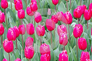 Flowerbed of tulips spring flowers