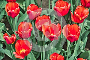 flowerbed of tulips spring flowers