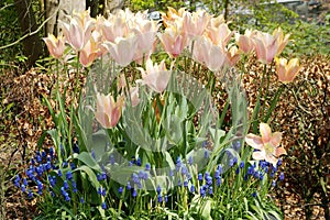 Flowerbed of tulps in full bloom.