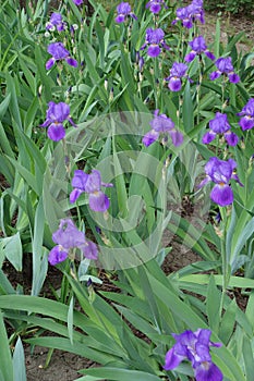 Flowerbed with violet Iris germanica in spring