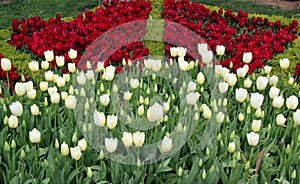 A flowerbed of white and crimson tulips in Goztepe Park in Istanbul, Turkey photo