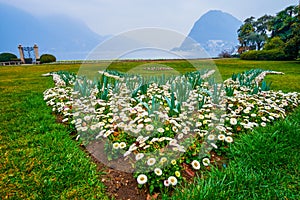 Flowerbed of white daisies in Parco Ciani, Lugano, Switzerland photo
