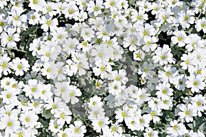 Flowerbed of white dianthus flowers