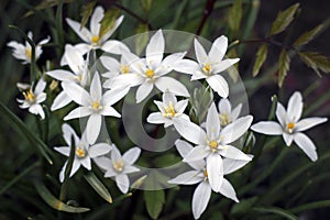 Flowerbed of white flowers and yellow pistils