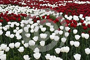 A flowerbed with white and red tulips in the Burlington Botanical Garden