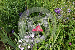 Flowerbed with wild growing white and pink summer flowers