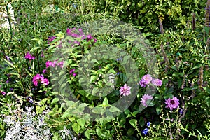 Flowerbed with wild growing white and pink summer flowers