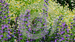 Flowerbed with wildflowers . Chamomile and salvia flowers. Piet Oudolf flower beds. White and purple wildflowers of a